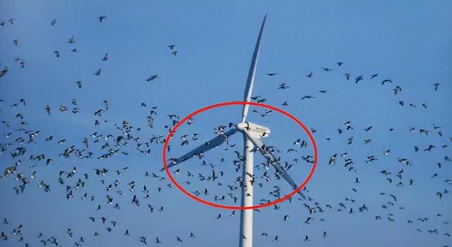 风力发电的真实危害欧美纷纷叫停中国还在坚持？