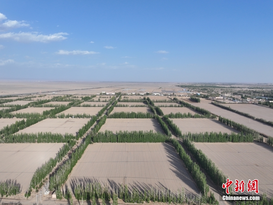 【植树节特刊】“植”此青绿让“绿色能量”在大地蔓延(图19)
