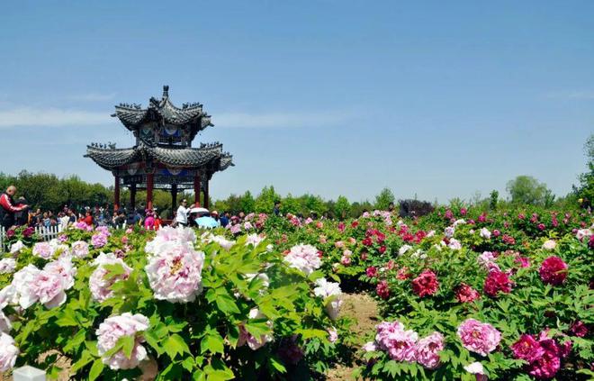 菏泽牡丹已成“富民之花”：种植规模与产业创新在全国独树一帜(图1)