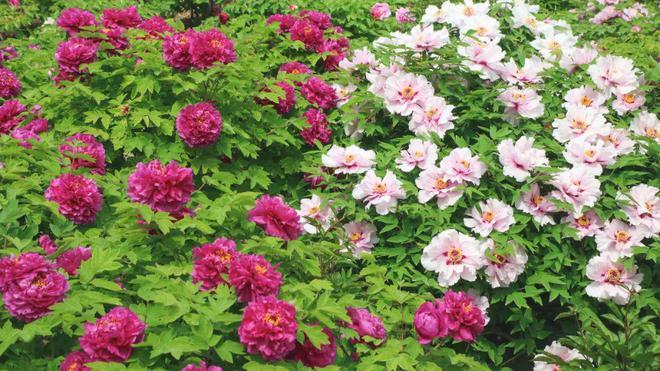 菏泽牡丹已成“富民之花”：种植规模与产业创新在全国独树一帜(图2)
