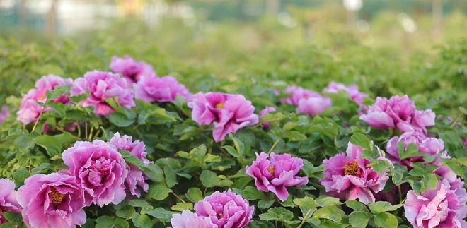 菏泽牡丹已成“富民之花”：种植规模与产业创新在全国独树一帜(图4)