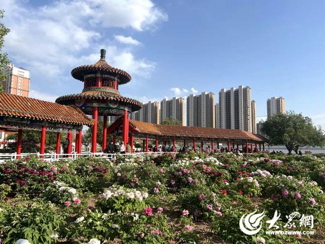 菏泽牡丹已成“富民之花”：种植规模与产业创新在全国独树一帜(图7)