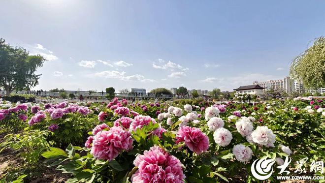 菏泽牡丹已成“富民之花”：种植规模与产业创新在全国独树一帜(图5)