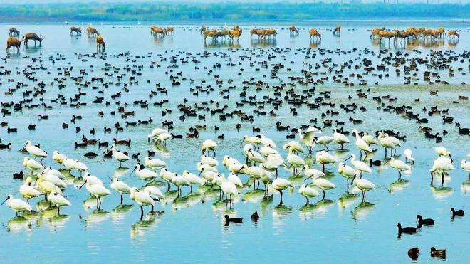 江苏东台生态新样本：湿地里的华尔街(图2)