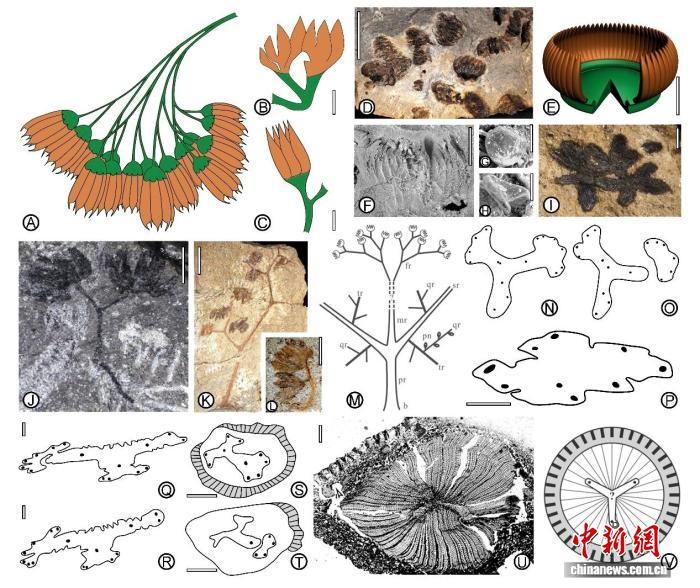 全球种子植物36亿年前如何大爆发?中国团队最新研究探寻谜底(图2)