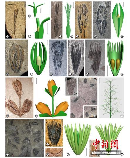 全球种子植物36亿年前如何大爆发?中国团队最新研究探寻谜底(图1)