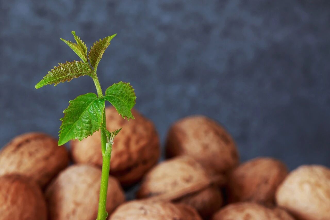 浙江宣传丨后任的“核桃”要不要种(图1)